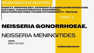 Neisseria Uncovered The Ultimate Deep Dive into Gonorrhea amp Meningitis Bacteria [upl. by Adaran323]