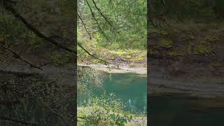 Cowichan River at Skutz Falls entrance [upl. by Aicatan15]