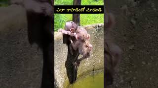 Watch how baby MONKEY saved❤️ [upl. by Odnalo]