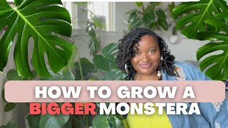 HOW TO Care For A Monstera Deliciosa  Full Care Guide [upl. by Nile]