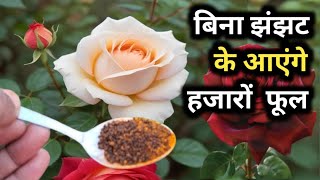 बिना झंझट के आएंगे गुलाब पर हजारों फूल Rose plant careRose plant ke liye homemade fertilizer [upl. by Zacherie]