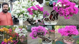 Bougainvillea Bonsai  Flowering Tips [upl. by Hakeber]