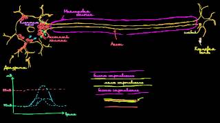 Скачкообразная проводимость в нейронах [upl. by Norret]