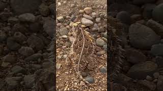 Horned Lizard 2 deming nature newmexico lizard rd [upl. by Lledor]