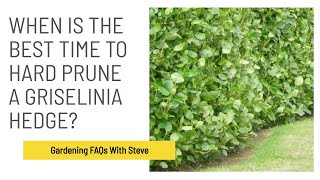 When is the best time to hard prune a Griselinia hedge  Gardening for Beginners [upl. by Notelrahc]