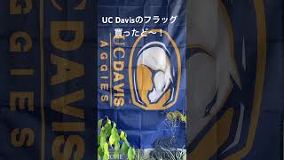 UC Davisのフラッグ購入 大学構内だと44！オンラインで18で購入 [upl. by Lativa]