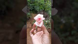 Rosapoo chinna rosapoo song tamil love music shortfeed shotrs [upl. by Ddart780]