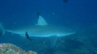 Galapagos and silky sharks in the Galapagos [upl. by Woermer546]