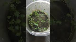 Hydrocotyle Tripartita Emersed ll Easy Method of growing Aquatic plants ll  shorts [upl. by Bohannon]