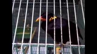 Mynah bird can sing Chim Nhồng hót rất hay [upl. by Caron586]