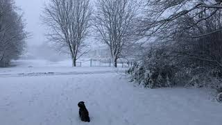 Sneeuwbeelden Nederland  Prachtig landschap Pijnacker met hond [upl. by Sindee594]