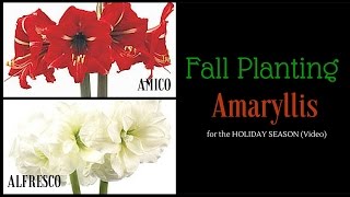 How to Plant Mini Amaryllis Indoors for the Holiday Season [upl. by Adnana]