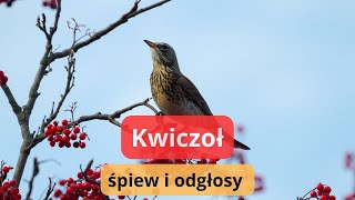 Kwiczoł odgłosy  śpiew kwiczoła  jak wygląda ten ptak [upl. by Wenn]