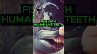 Fish With Human Like Teeth [upl. by Hnil]