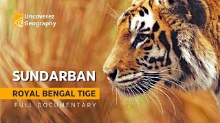 Sundarban Royal Bengal Tiger  हिन्दी  wildlife documentary  UncoGeo  sundarban wildlife [upl. by Lareneg]