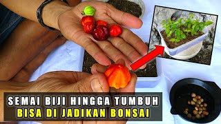 Cara Semai Biji Dewandaru Untuk Bibit Bonsai Eugenia Uniflora [upl. by Ived]