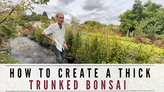 Creating A Thick Trunked Bonsai [upl. by Giguere]