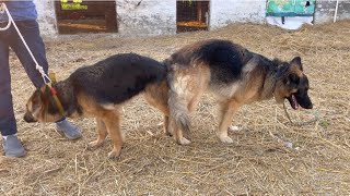 German Shepherd female crossing German shepherd female ki Pahli meting German shepherd crossing [upl. by Noelyn665]