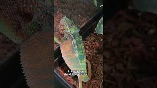 pets reptiles reels shorts shortsfeed lizards animal cute pet fyp reptile lizard [upl. by Alekat360]