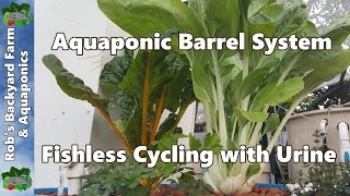 Aquaponic Barrel System Fishless Cycling with Urine  2 Month Update [upl. by Aphra619]