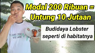 Budidaya Lobster di rumah sederhana untung besar  di Pusat Lobster Ponorogo [upl. by Othe]