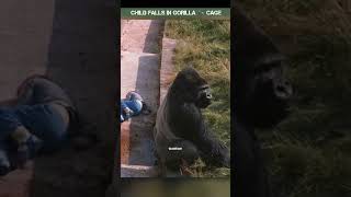 Kid fall in to gorilla 🦍 enclosure shorts animals [upl. by Sioled]