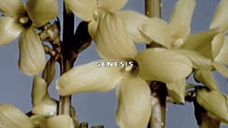 UICIDEBOY  GENESIS Lyric Video [upl. by Nolahs]