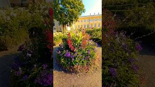 Flower  Power 🌺 kwiaty rosliny nature ogród flowers garden [upl. by Aruol]