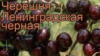 Черешня обыкновенная Ленинградская черная 🌿 обзор как сажать саженцы черешни Ленинградская черная [upl. by Dlorad]