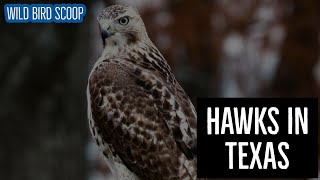 Hawks In Texas Can You Catch A Glimpse Of All 19 Species [upl. by Kauffman]