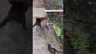 Coucal bird vs Snake [upl. by Campbell85]