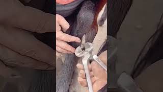 Trimming process for scabbing of horse legs [upl. by Gnanmas198]