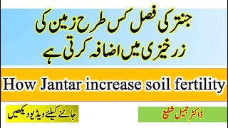 How Jantar crop increase soil fertility  green manuring  nitrogen fixing bacteria  Dr Jamil [upl. by Goldy]