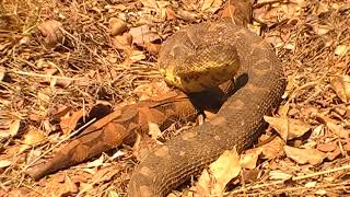 Massive Puff Adder captured 17 August 2018 [upl. by Thaine]