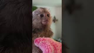 The Most Adorable Marmoset Monkey Pet fingermonkey commonmarmoset cutepets [upl. by Harbert170]