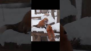 Red Foxes Fight in the Snow 🦊 [upl. by Magocsi932]