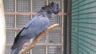 RotschwanzRabenkakaduRedtailed black cockatoo Calyptorhynchus banksii [upl. by Ahsiakal]