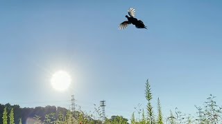 2021年 9月20日 flying pheasants キジ 꿩 [upl. by Lael760]