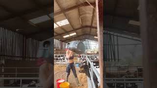 UNE JEUNE AGRICULTRICE DONNE A MANGER AUX VEAUX  agricultrice agricole agriculture [upl. by Htidra446]