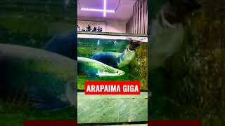 Arapaima eating live chicken arapaima monsterfish fishfeeding viral shorts [upl. by Aarika]