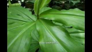 Herbal Medicine  Costus igneus  Natural Remedy for Diabetes [upl. by Zielsdorf]