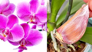 Nur 1 Knoblauchzehe Und die Orchidee wird ununterbrochen blühen [upl. by Anyg]