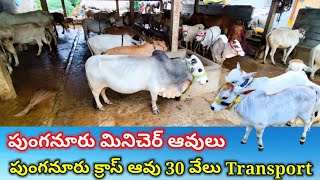 Punganur minicher cows 9573653941 Nandini Dairy పుంగనూరు ఆవులు అమ్మకానికి [upl. by Fortunato218]