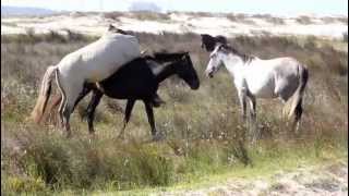 CASAL DE CAVALOS NAMORANDO [upl. by Johns]