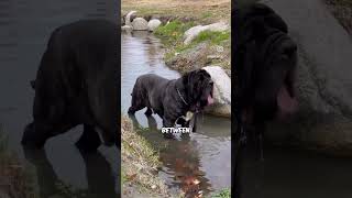 The Neapolitan Mastiff [upl. by Hsilgne]