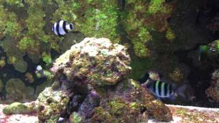 Damselfish Community Aquarium [upl. by Zeugirdor683]