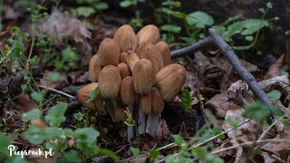 Czernidłak błyszczący Coprinellus micaceus  jeśli młody to jadalny Rośnie teraz [upl. by Lacagnia592]