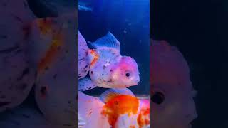 Goldfish Care Tips 🐠  Goldfish Aquarium FishCare youtubeshorts [upl. by Ancalin]