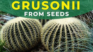 HOW TO GROW ECHINOCACTUS GRUSONII FROM SEEDS  Barrel cactus propagation [upl. by Crystie]