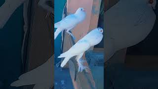 pigeons kabutar bird kabutarlover pigeonlovers foryou trending ghubra foryoupage [upl. by Lianna]